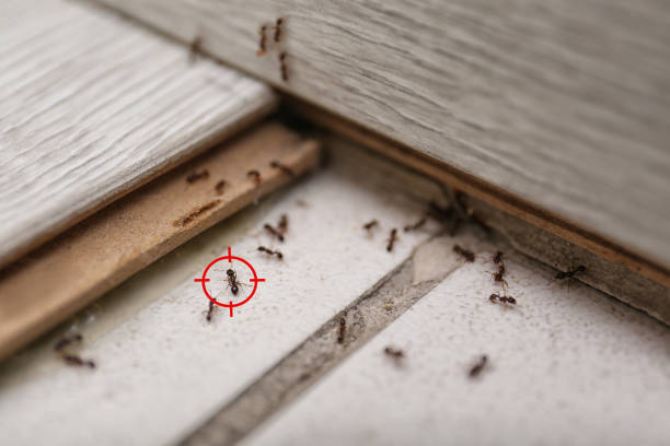 Best Insect Control  in West Carthage, NY