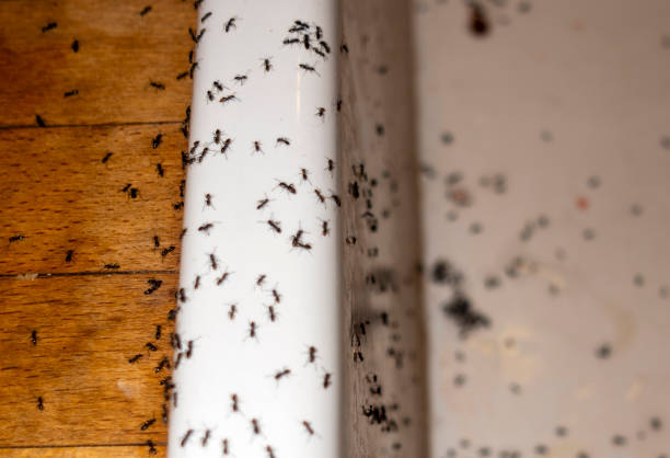 Best Mosquito Control Services  in West Carthage, NY