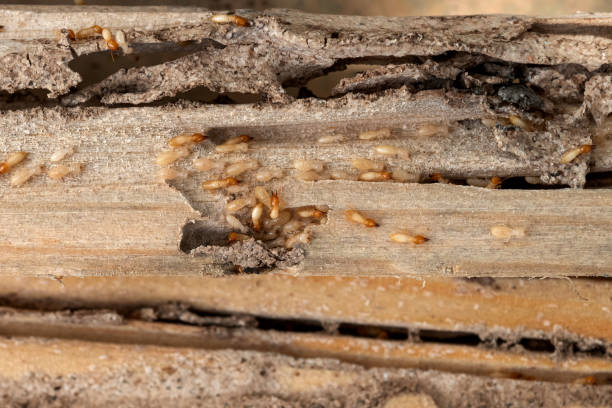 Best Affordable Pest Control Services  in West Carthage, NY